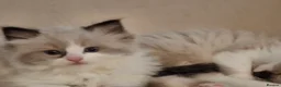 Ragdoll cats for sale: 3 gorgeous ragdoll kittens for sale - Advert 6