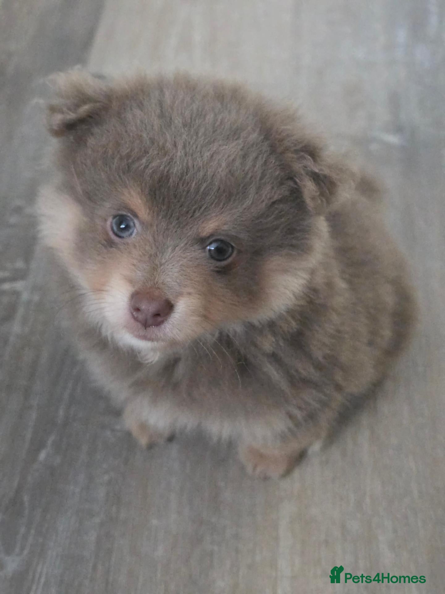 Pomeranian dogs  🐾💕 GORGEOUS POMERANIAN PUPPIES 💕🐾 - Advert 1