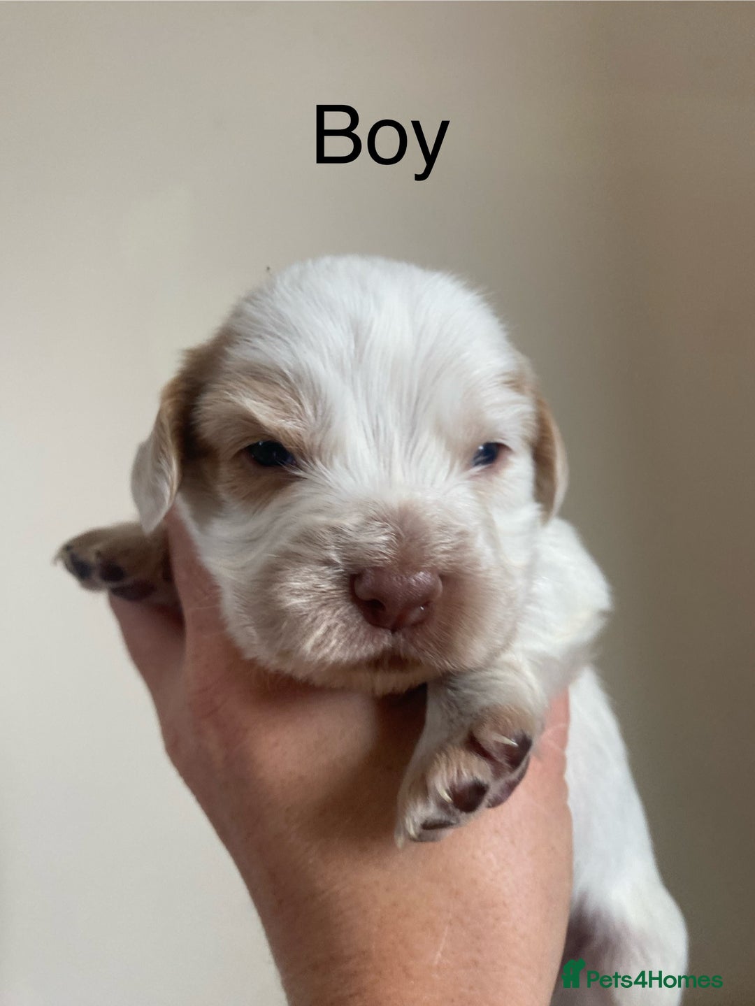 Cocker Spaniel dogs for sale: Cocker spaniel puppies for sale  - Image 7