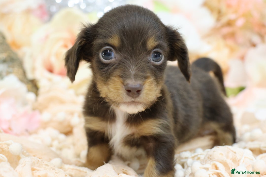 Miniature Dachshund dogs for sale: KC Longhair Miniature Dachshund Puppies - Advert 11