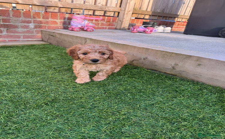 Cavapoo dogs - Advert 1