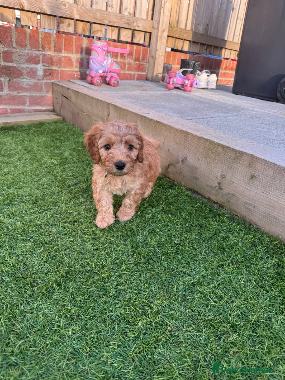 Cavapoo dogs for sale: Cavapoo Puppy - Image 1