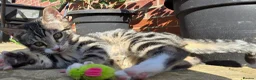 Bengal cats for sale: Bengal Mix - Advert 5