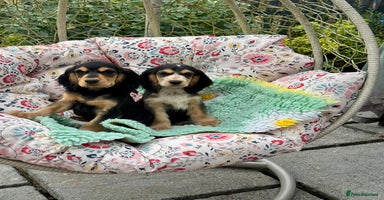 Cocker Spaniel dogs in Market Drayton - Advert 14