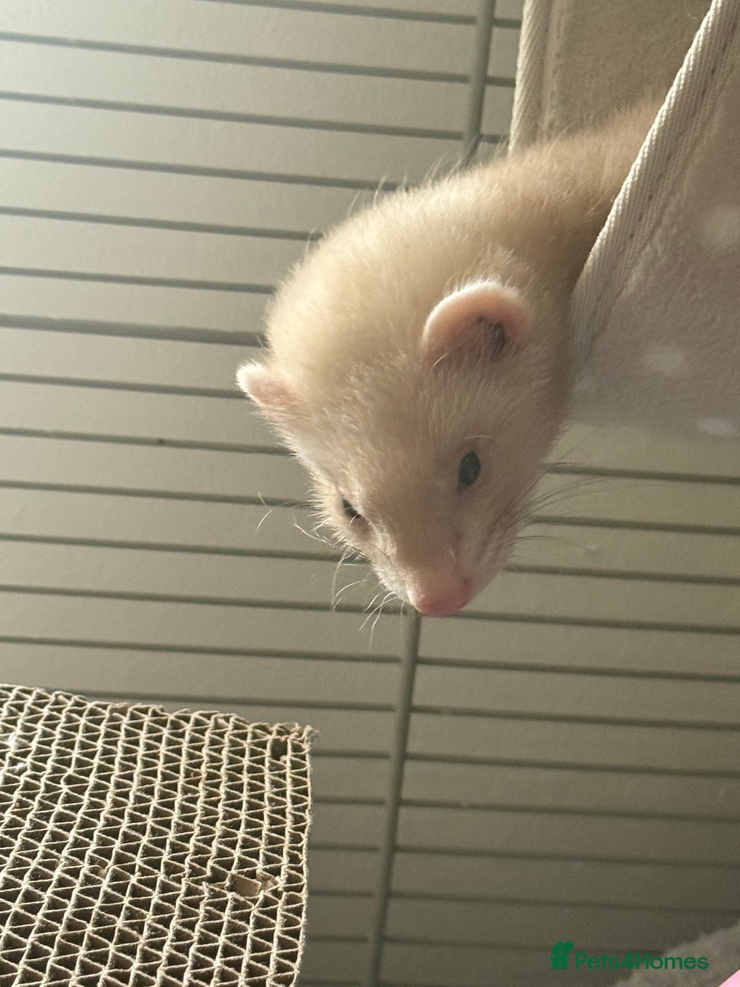 Ferret rodents for sale: Baby Male/female pair playful  ferrets - Advert 3