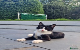 Domestic Shorthair cats for sale: Panda & Soots 2 Gorgeous Older Kittens - Image 1