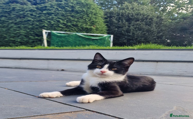 Domestic Shorthair cats - Advert 2