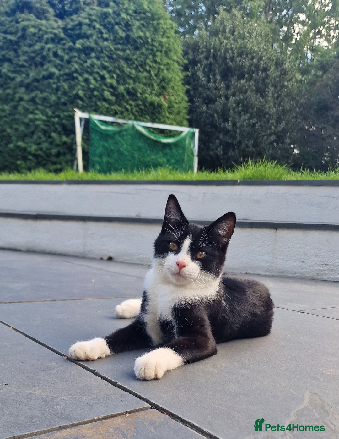 Domestic Shorthair cats for sale: Panda & Soots 2 Gorgeous Older Kittens - Image 1