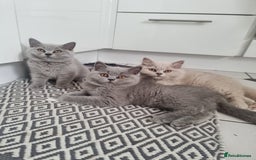 British Shorthair cats for sale: TOP💗 Quality British Shorthair 😻Kittens💋 - Image 1