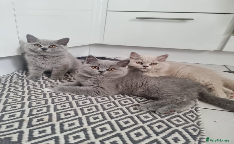 British Shorthair cats - Advert 3
