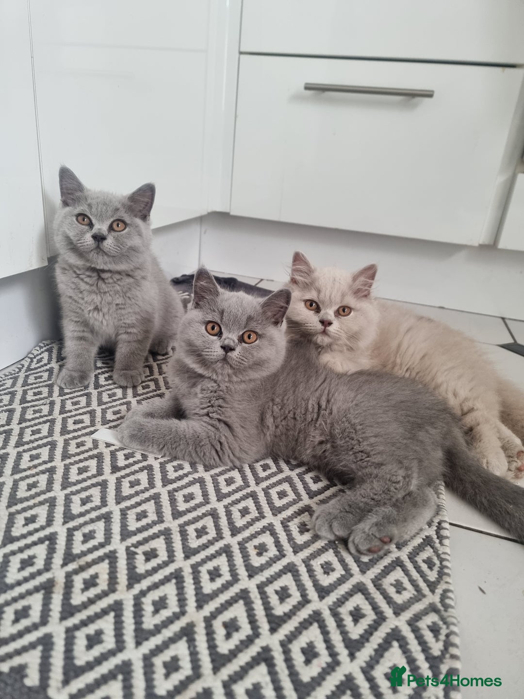 British Shorthair cats for sale: TOP💗 Quality British Shorthair 😻Kittens💋 - Image 1