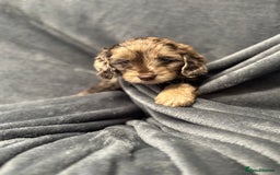 Cockapoo dogs for sale: STUNNING F1 Show Cockapoo Puppies  - Image 16