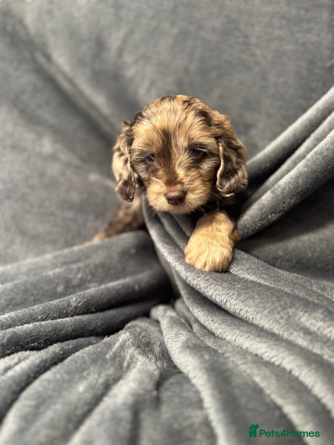 Cockapoo dogs for sale: STUNNING F1 Show Cockapoo Puppies  - Image 16