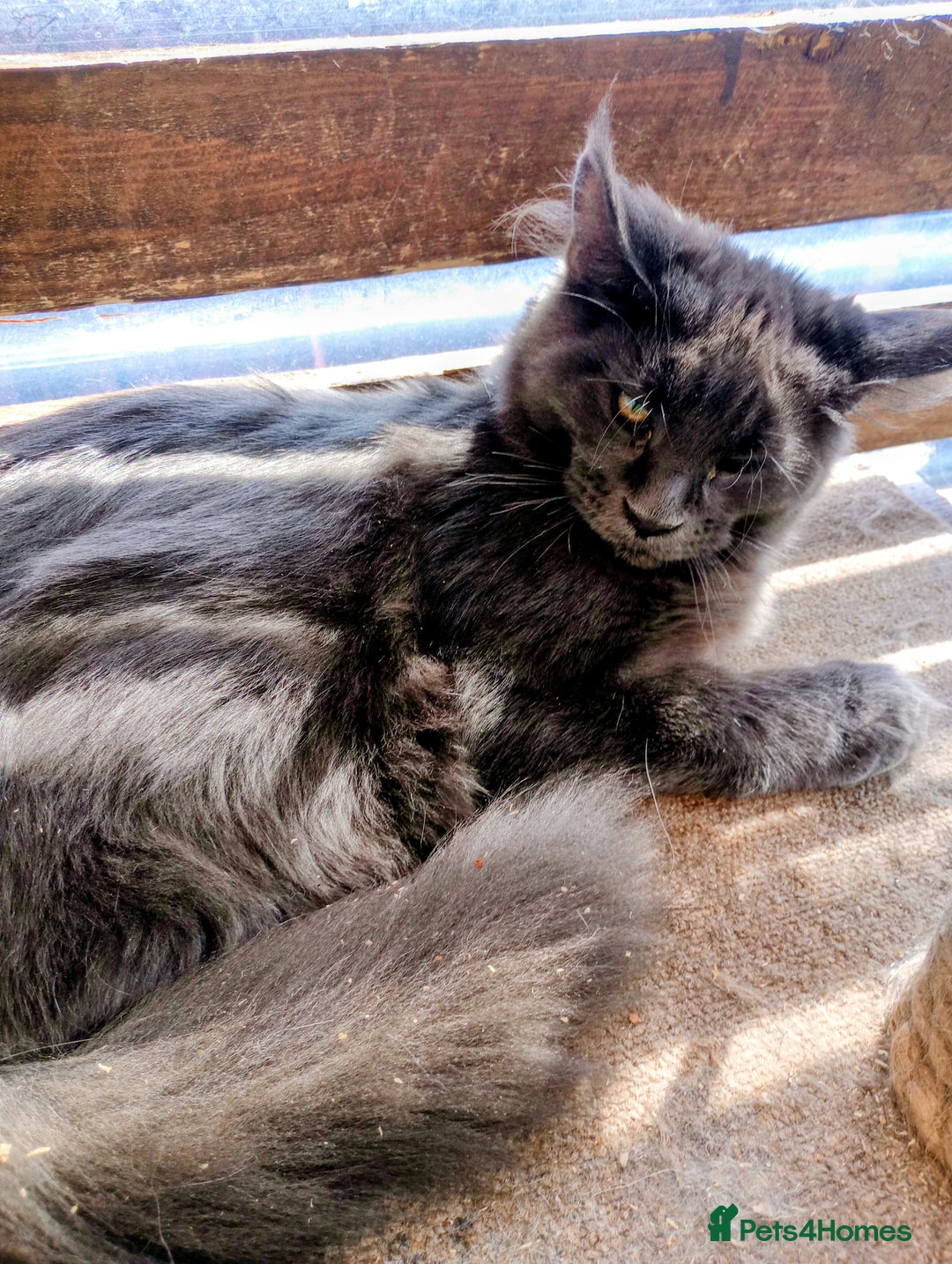 Maine Coon cats for sale: Maine coon purebred Xl - Image 24
