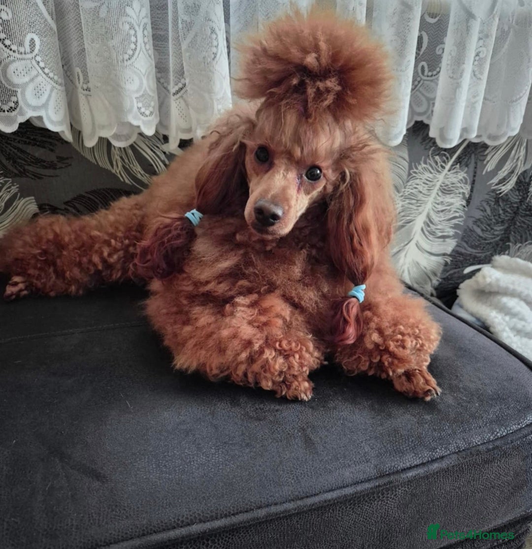 Maltipoo dogs for sale: Small Maltipoo puppy’s - Advert 24