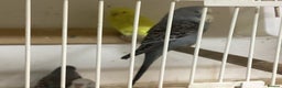 Budgerigars birds for sale: New baby budgies and new cages  - Advert 4