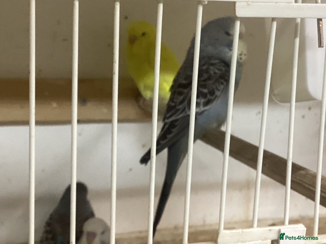 Budgerigars birds for sale: New baby budgies and new cages  - Advert 4