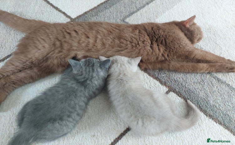 British Shorthair cats - Advert 3