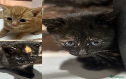 Mixed Breed cats for sale: 3 kittens for sale- 1 boy and 2 girls  - Image 1