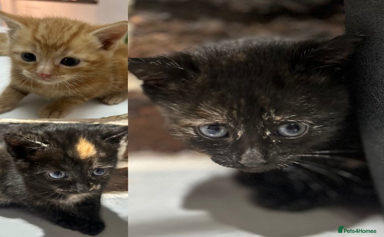Mixed Breed cats - Advert 7