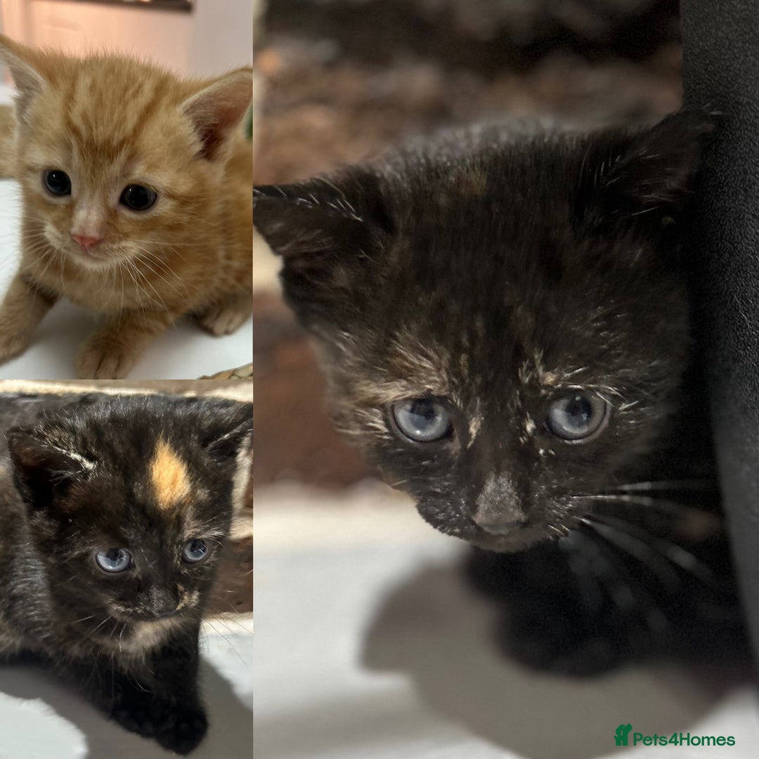 Mixed Breed cats for sale: 3 kittens for sale- 1 boy and 2 girls  - Image 1