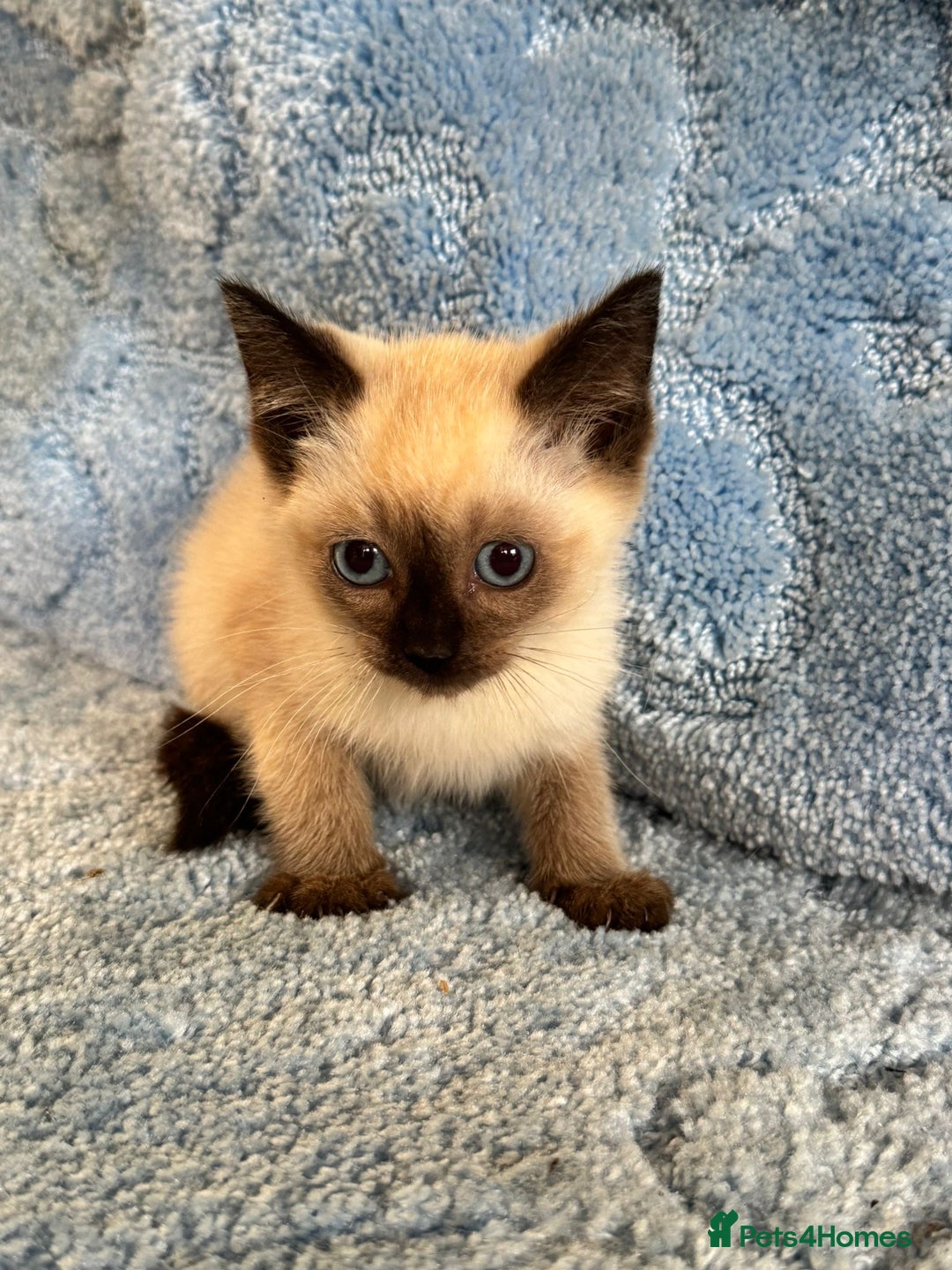 Ragdoll cats for sale: Ragdoll kittens  - Image 10