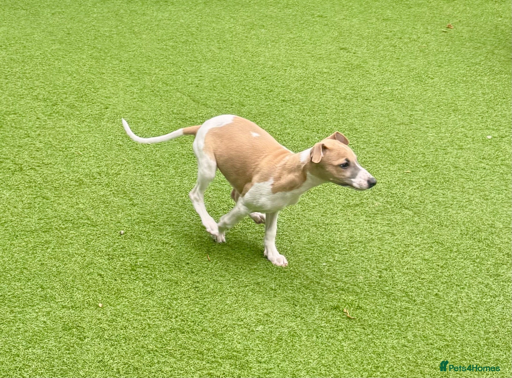 Whippet dogs Beautiful whippet babies READY NOW!🩷💙 - Advert 2