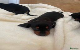 Miniature Dachshund dogs for sale: Miniature dachshunds ✨ - Image 11