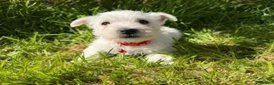 West Highland Terrier Puppy 3