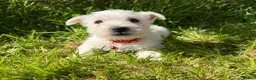 West Highland Terrier dogs for sale: West Highland Terrier Puppies - Advert 4