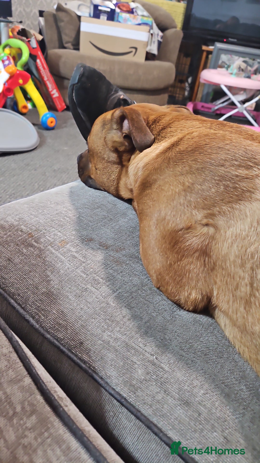 Mixed Breed dogs for sale: Loki  - Image 3