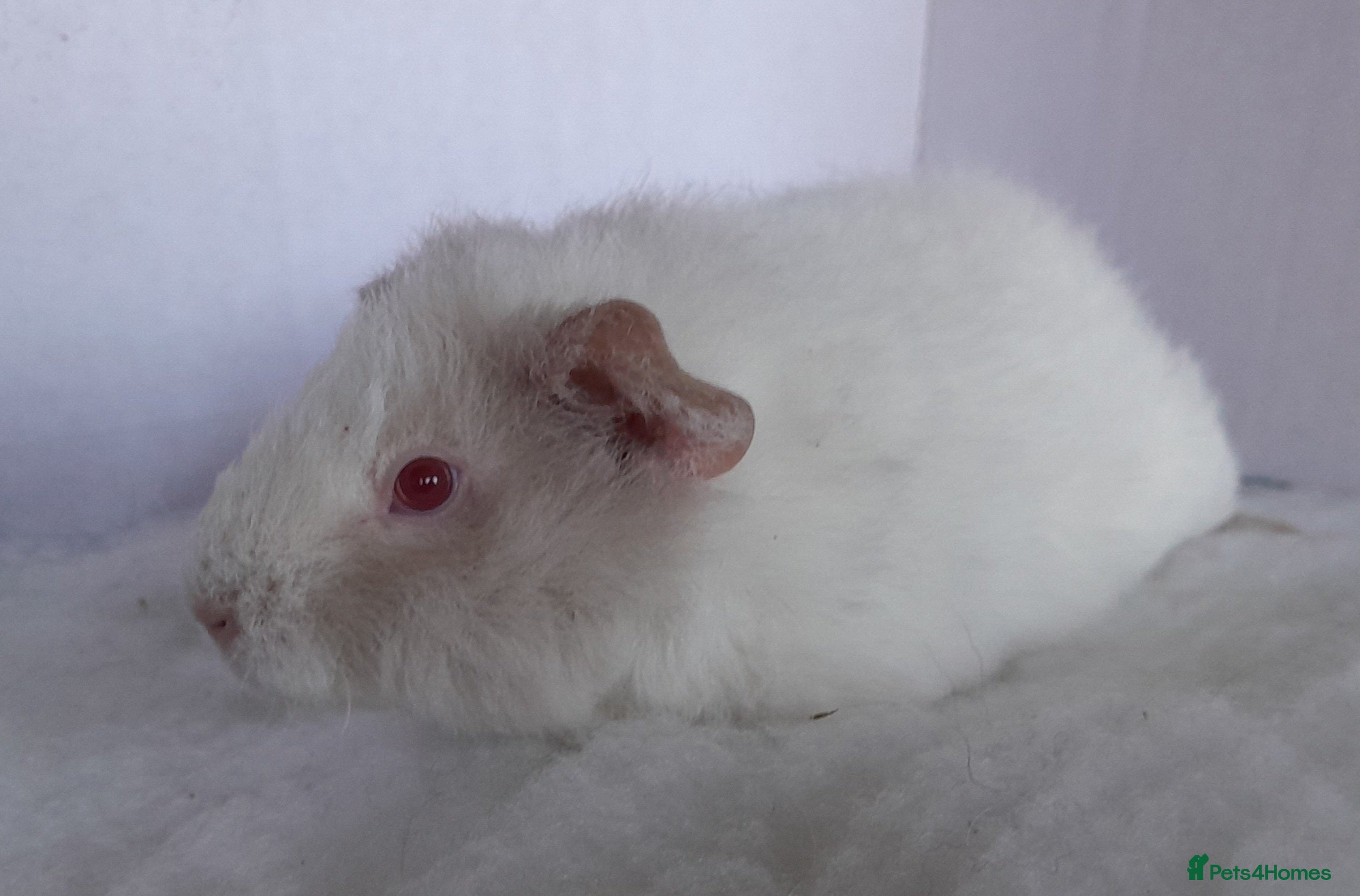 Guinea Pig rodents 2 x Teddy Guinea Pig Sows - Advert 1