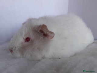 Guinea Pig rodents 2 x Teddy Guinea Pig Sows - Advert 1