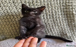 British Shorthair cats for sale: British Shorthair Kittens -Ready for Loving Homes  - Image 20