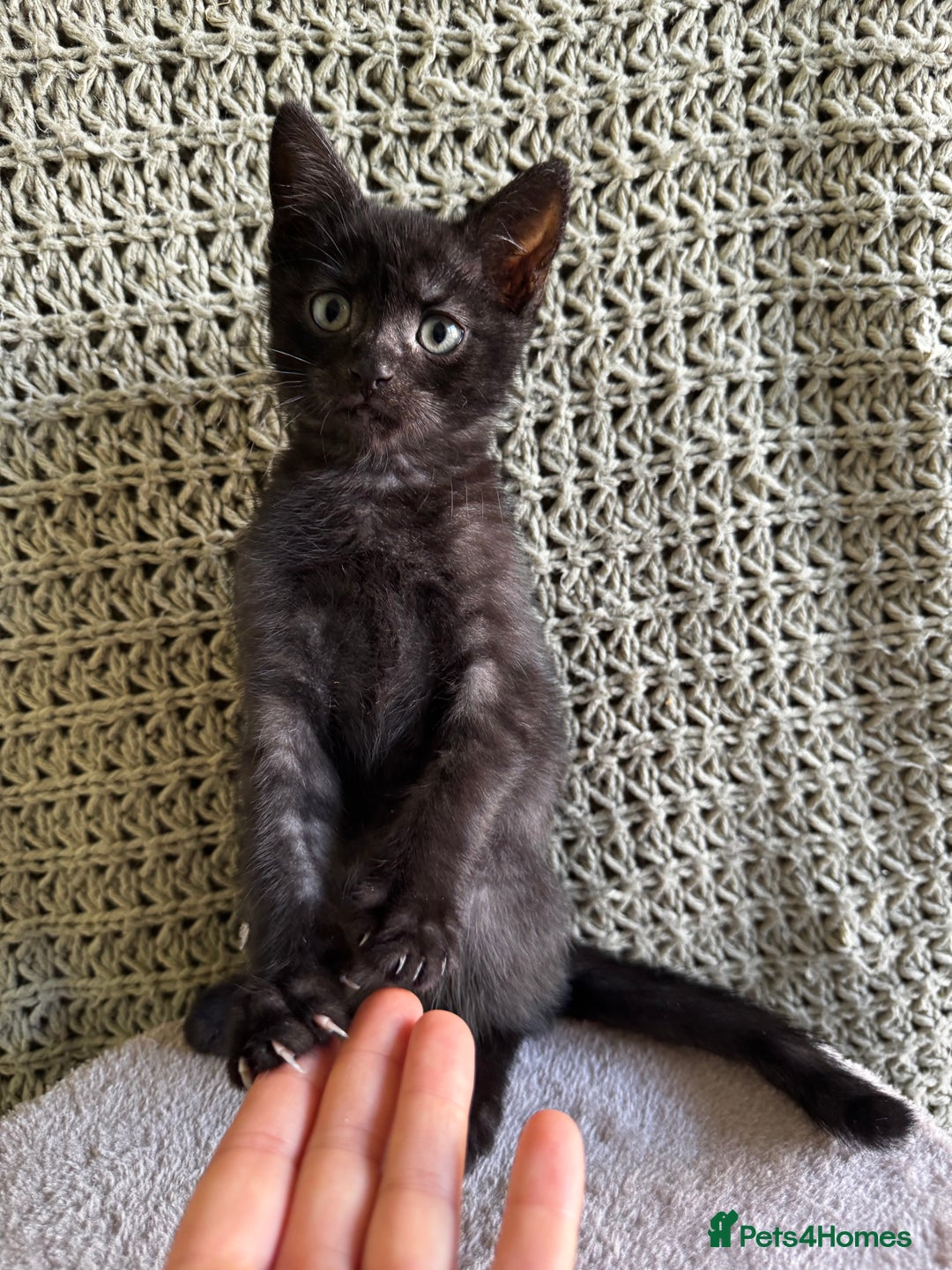 British Shorthair cats for sale: British Shorthair Kittens -Ready for Loving Homes  - Image 20