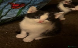 Mixed Breed cats for sale: Mixed breed kittens  - Image 6