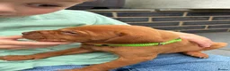 Hungarian Vizsla dogs for sale: 🐶Adorable KC Vizsla Puppies heart 💗🩵 in Machynlleth - Advert 5
