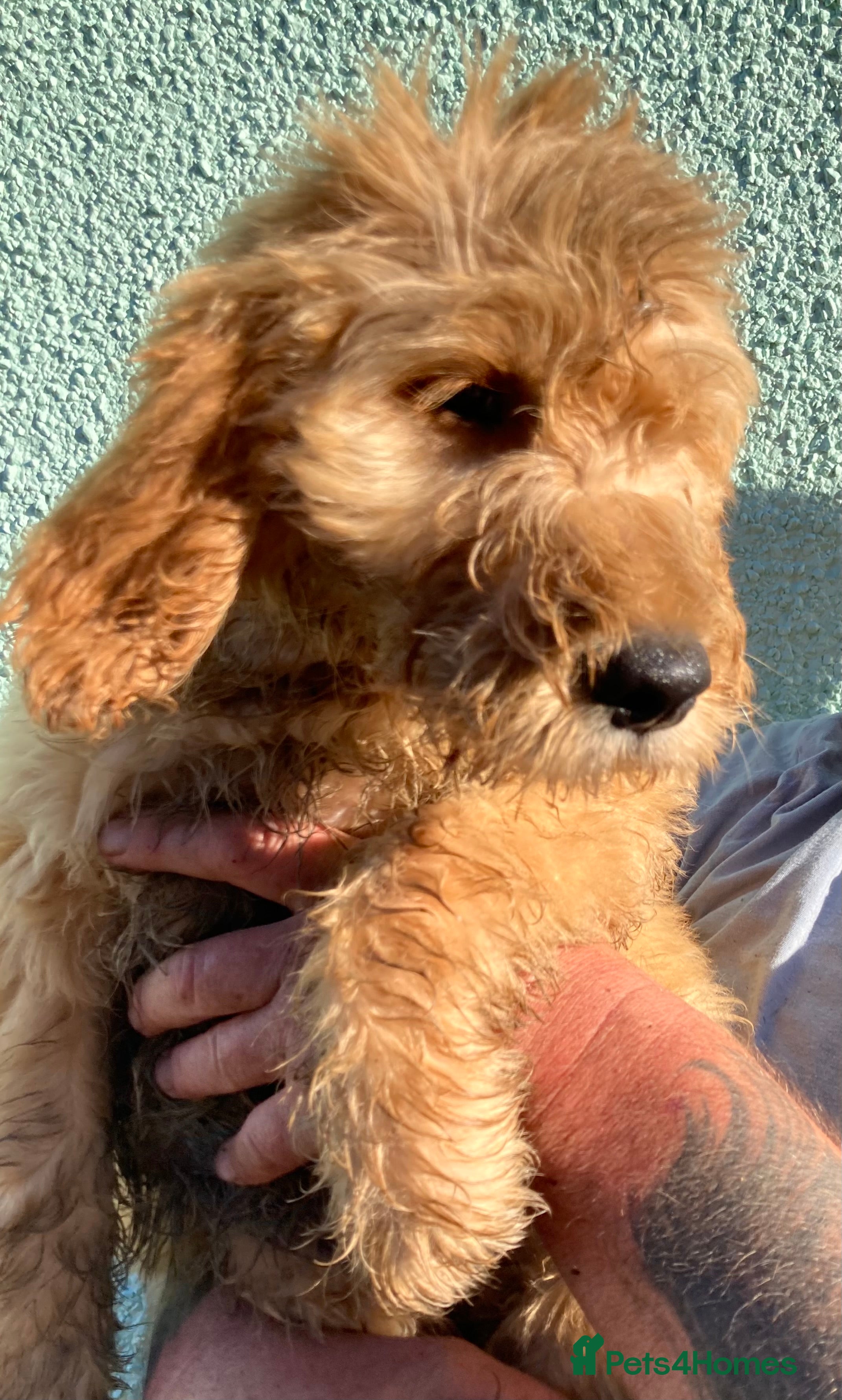 Goldendoodle dogs Goldendoodle pups Born 25 March 2026 - Advert 2