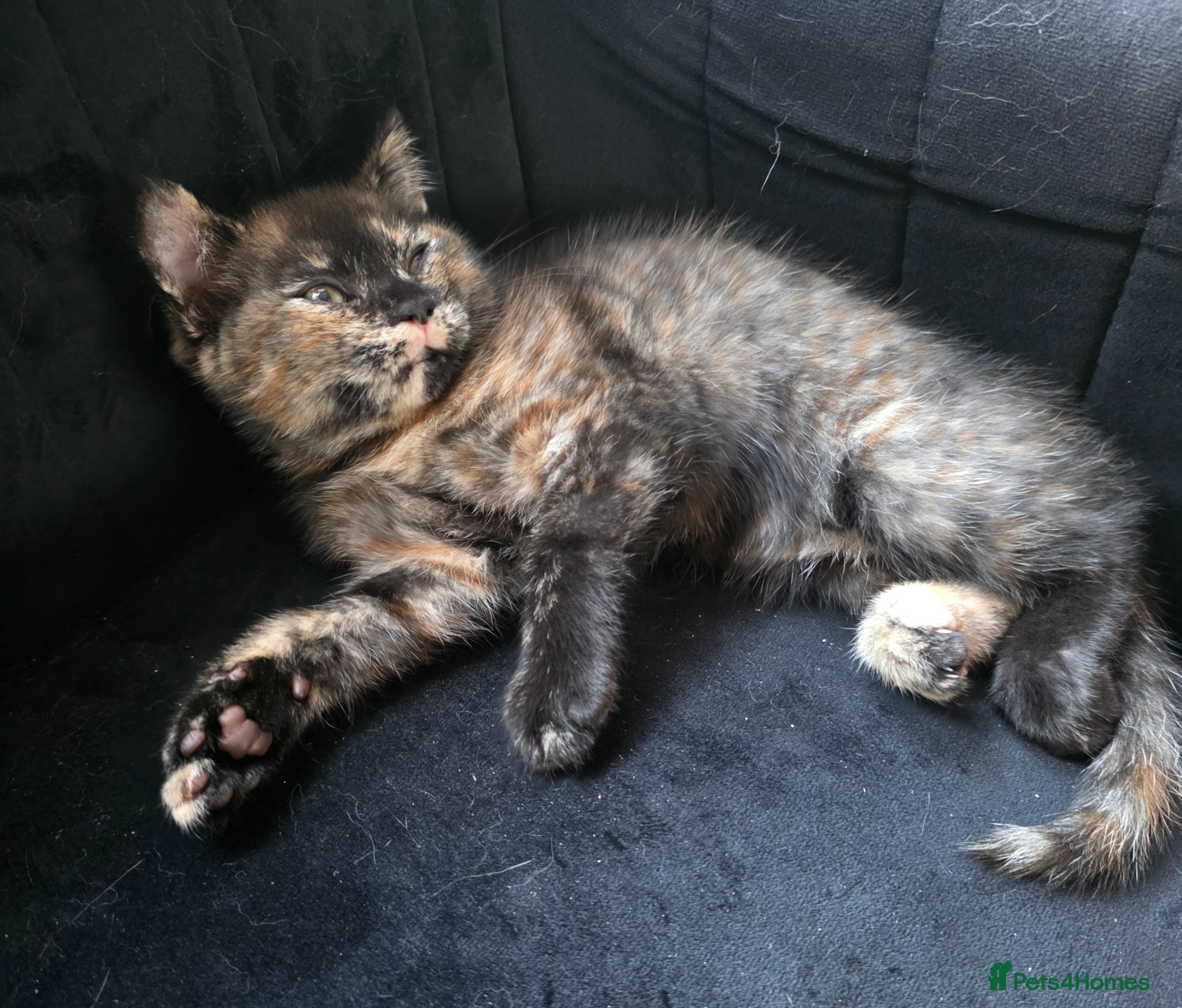 British Shorthair cats Beautiful GIRL Mixed BSH Kitten - Advert 11