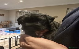 Mixed Breed dogs for sale: 6 shar poo puppys - Advert 1