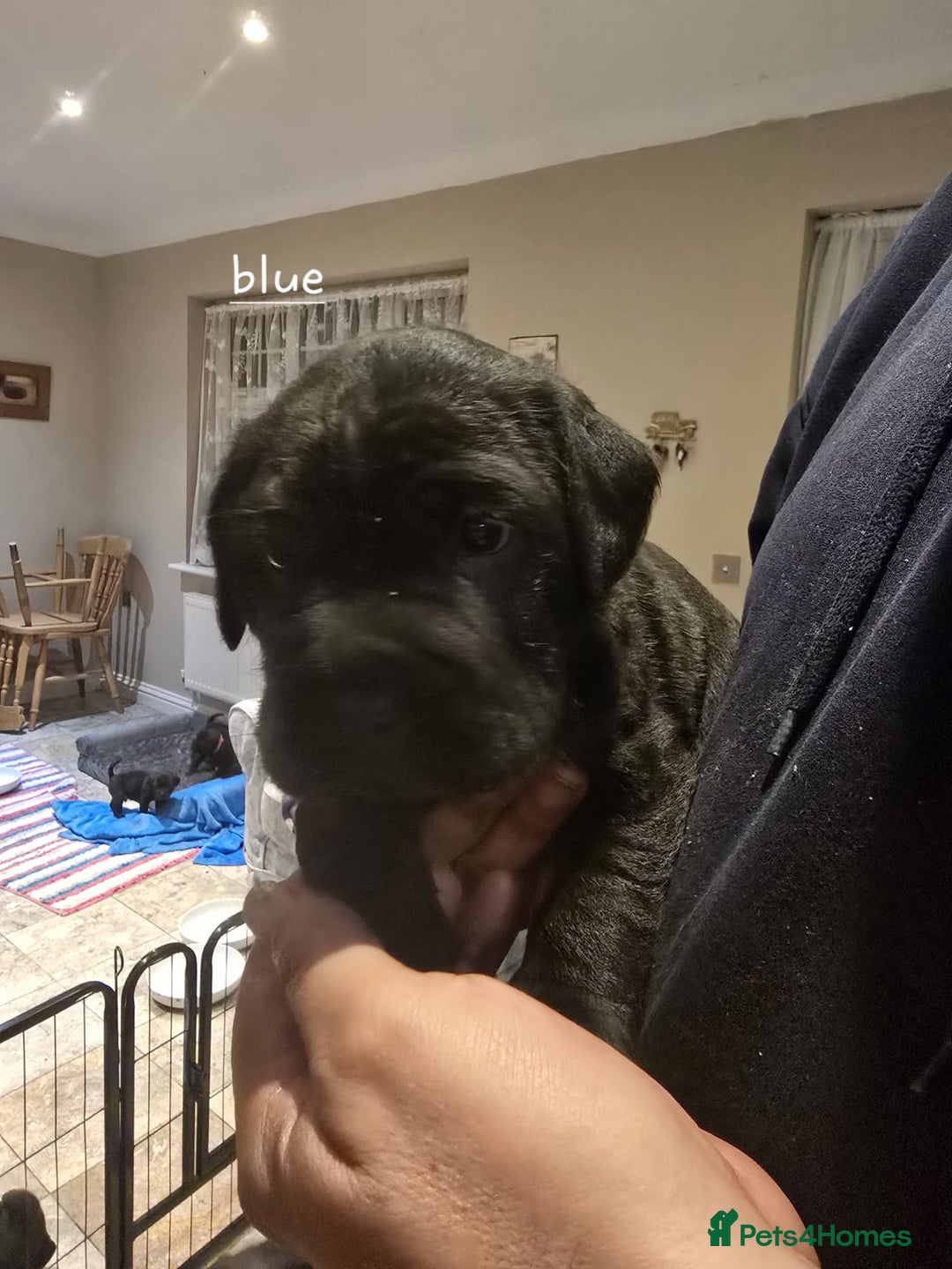 Mixed Breed dogs for sale: 6 shar poo puppys - Advert 1