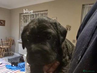 Mixed Breed dogs for sale: 6 shar poo puppys - Advert 1