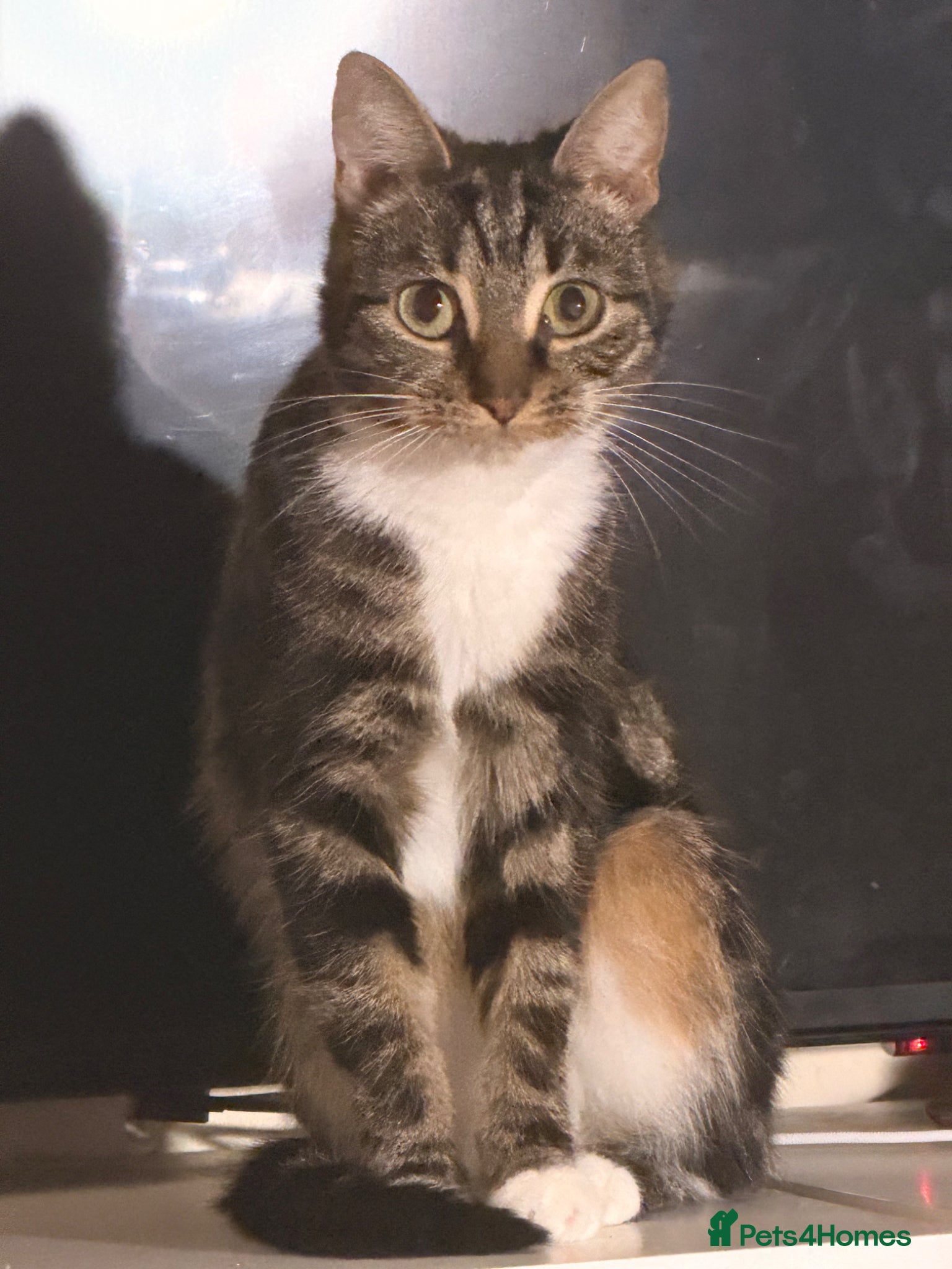 Mixed Breed cats 2 year old for sale - Advert 1