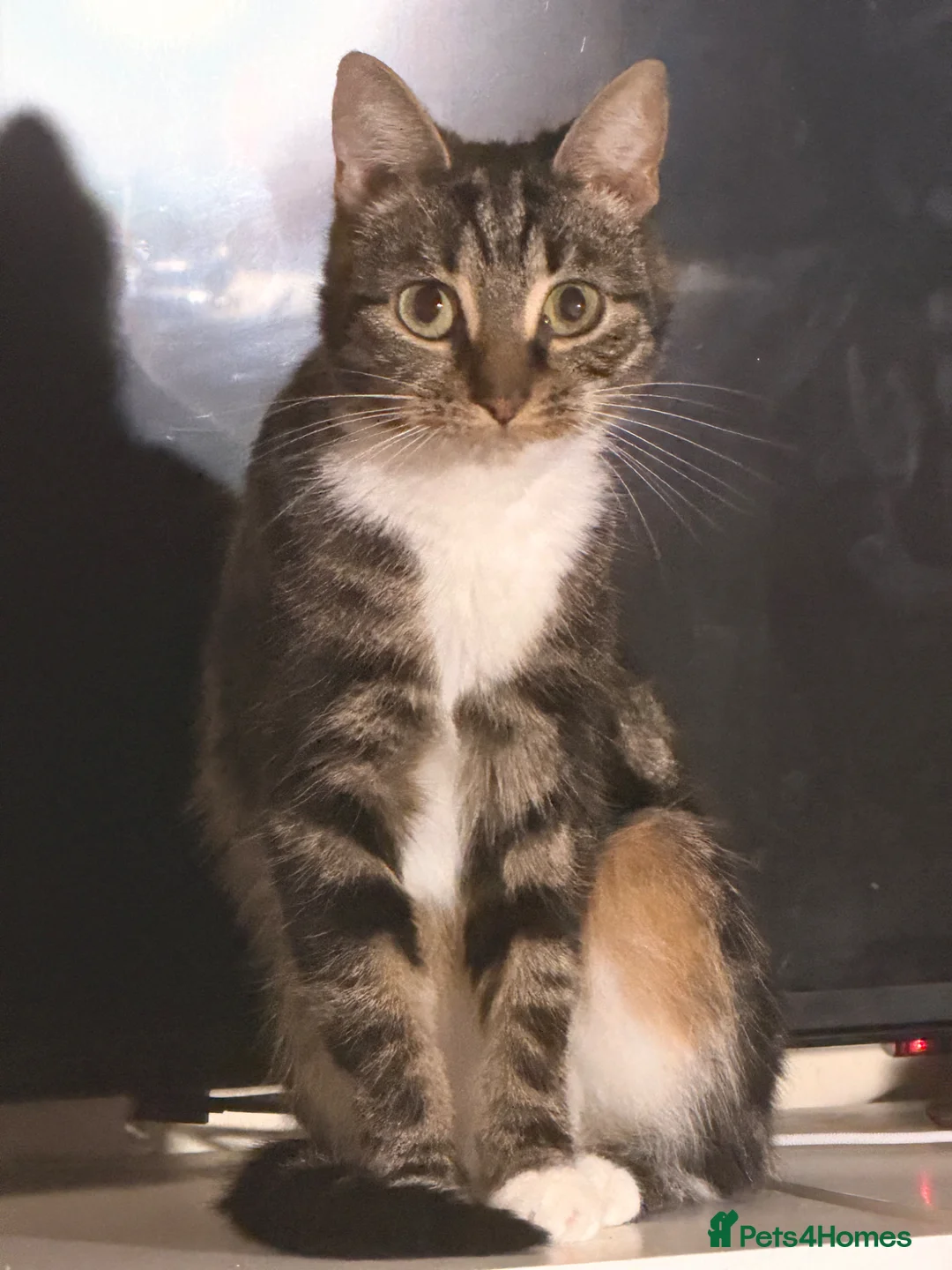 Mixed Breed cats for sale: 2 year old for sale in Cleckheaton - Advert 1