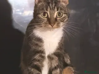 Mixed Breed cats 2 year old for sale - Advert 1