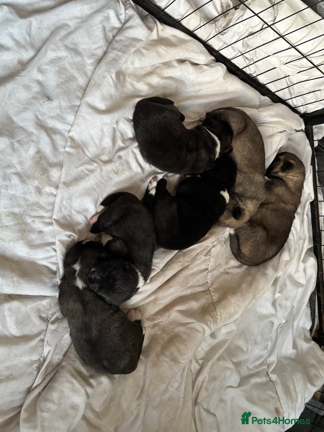 Akita dogs for sale: American Akita puppies - Advert 10