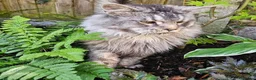 Maine Coon cats for sale: Exceptional red Maine Coon boys - Advert 9