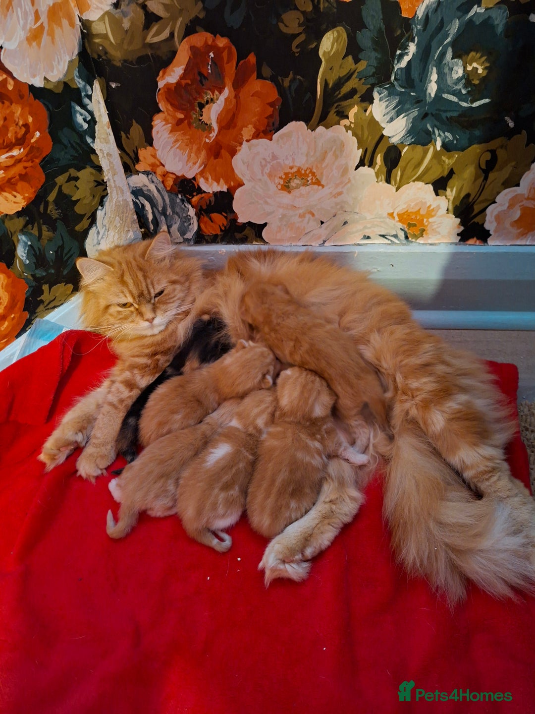 Scottish Fold cats for sale: Adorable Longhair & Shorthair Kittens- Prices Vary - Advert 3