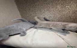 British Shorthair cats for sale: British Shorthair kitten  - Image 37