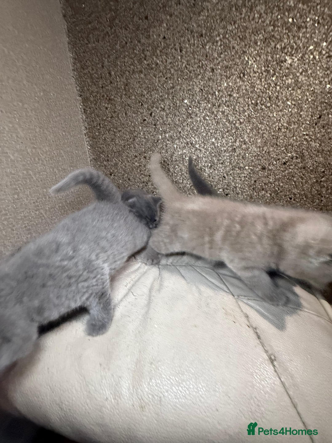 British Shorthair cats for sale: British Shorthair kitten  - Image 37